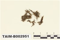 藏品(錦苔科)的圖片